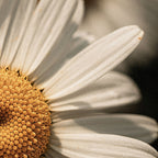 Manuka Honey Chamomile Tallow Body Balm